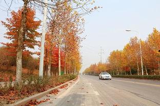 合肥网红秋秋,揭秘合肥新晋“网红打卡地”背后的故事