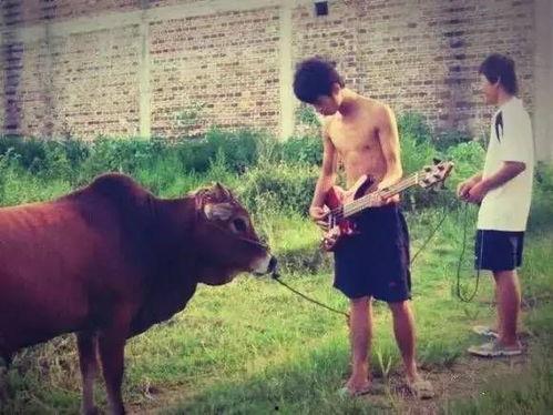 对牛弹琴网红视频,网红视频背后的趣味与思考