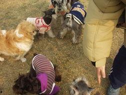 六犬图片,探寻古代艺术中的忠诚与智慧